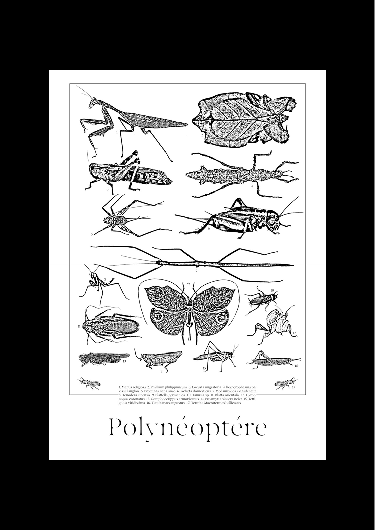 Poster de mise en valeur des polynéoptères.