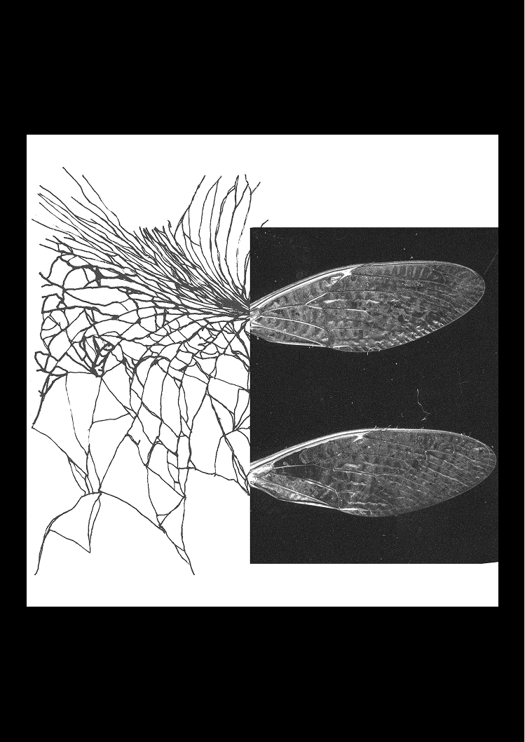 Météores, recherche graphique.